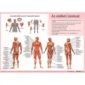   Könyökalátét, kétoldalas, A3, STIEFEL "Az emberi vázizomzat / érzékszervek"